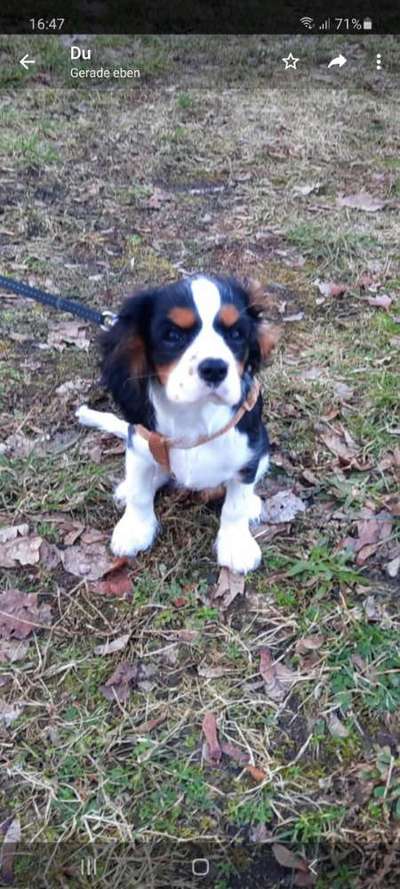 Cavalier King Charles Spaniel?-Beitrag-Bild