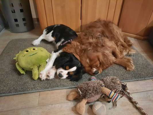 Cavalier King Charles Spaniel?-Beitrag-Bild