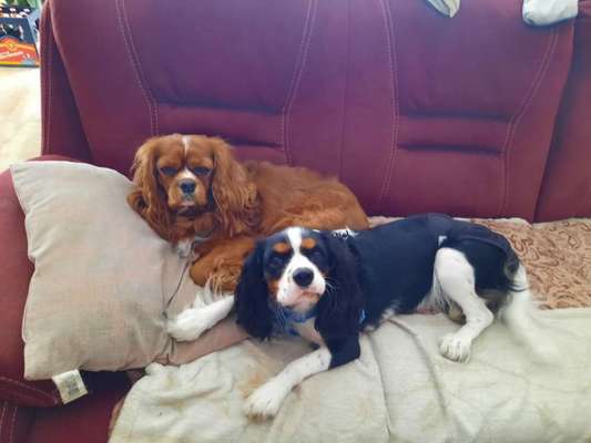 Cavalier King Charles Spaniel?-Beitrag-Bild
