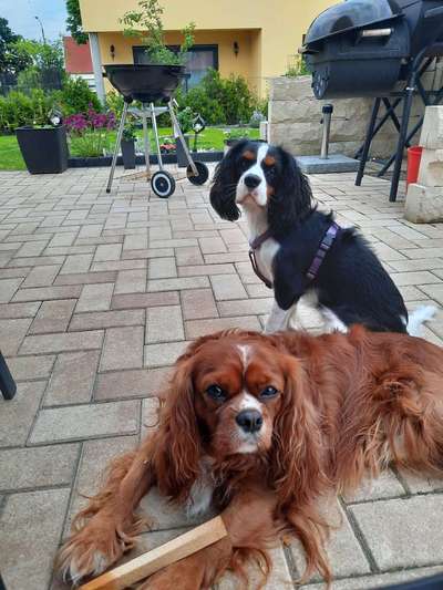 Cavalier King Charles Spaniel?-Beitrag-Bild