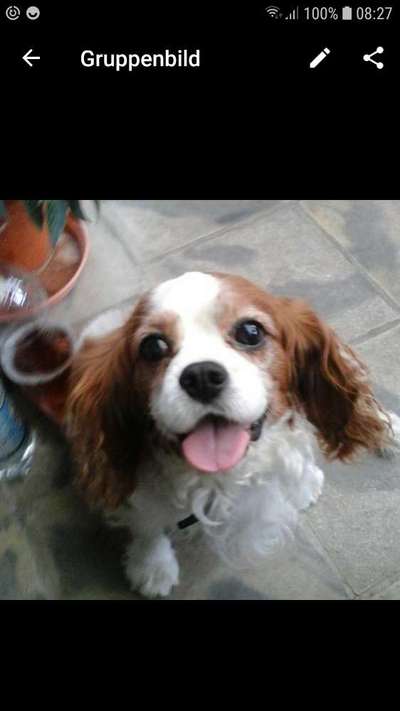 Cavalier King Charles Spaniel?-Beitrag-Bild