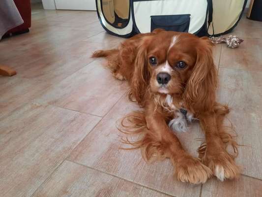 Cavalier King Charles Spaniel?-Beitrag-Bild