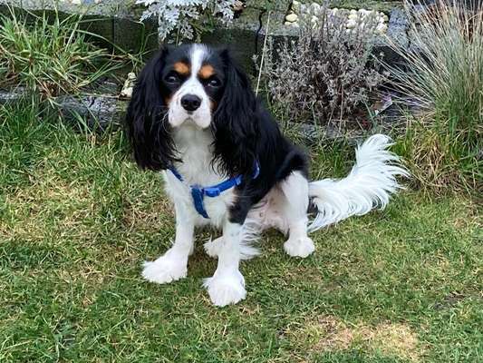 Cavalier King Charles Spaniel?-Beitrag-Bild