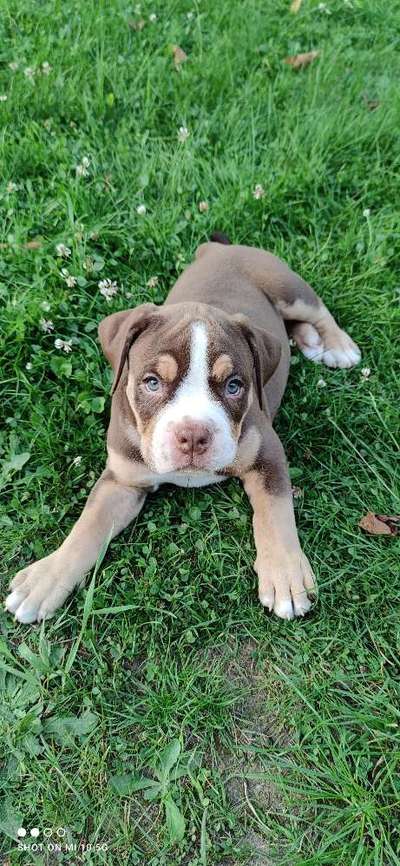 Olde English Bulldogge-Beitrag-Bild