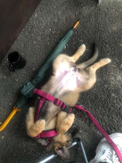 Die Dogorama Wochen Challenge-Beitrag-Bild