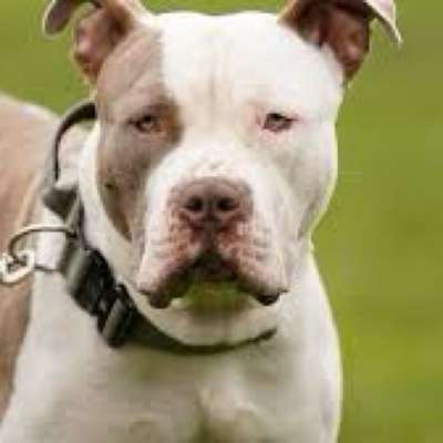 Titelbild Gruppe American Bully XL / American Staffordshire Terrier
