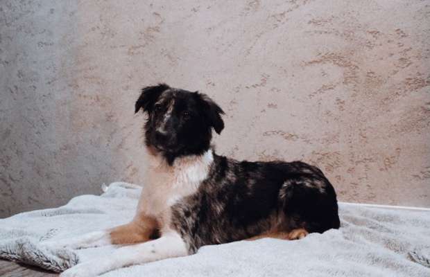 Hundetreffen-Hundebegegnungen üben/ Social Walk-Bild