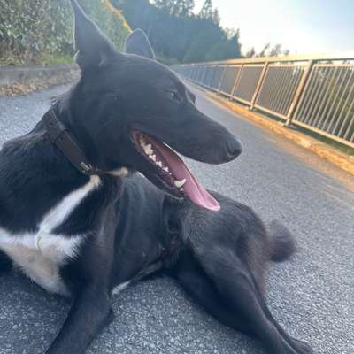 Hundetreffen-Gassirunde um die Silbertalsperre & rund um Kreuzberg-Bild