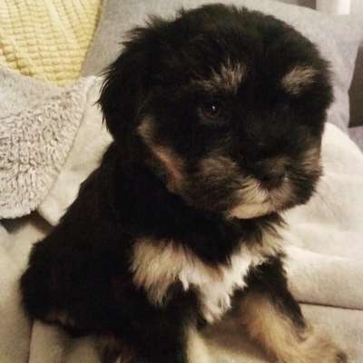 Welpen Bilder !-Beitrag-Bild