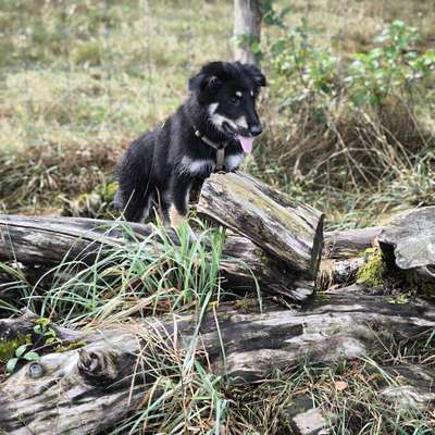 Hundetreffen-Welpentreff-Bild