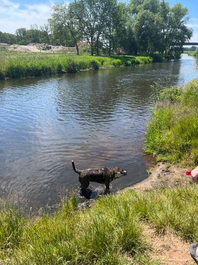 Hundetreffen-Regelmäßige Gassirunden-Bild