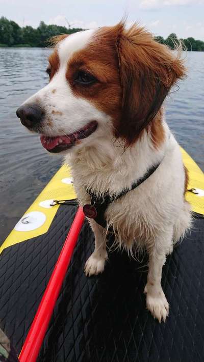 Kooikerhondje-Beitrag-Bild