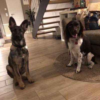 Hundetreffen-Spielrunde Schneidersgarten oder Hundewiese Sudenburg-Bild