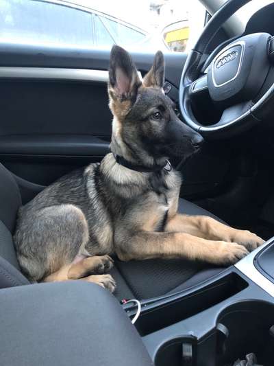 Welpen Bilder !-Beitrag-Bild