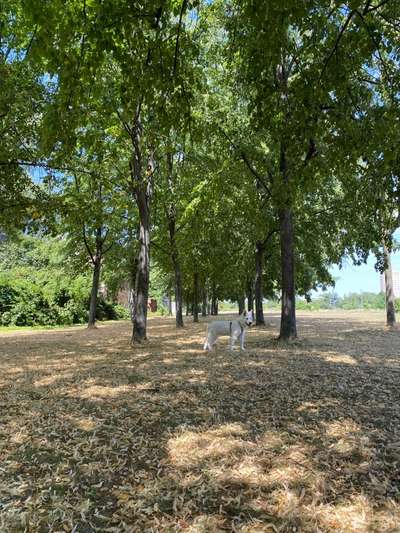 Hundeauslaufgebiet-Torgauerplatz-Bild