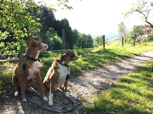Hund aus dem Spanischen Tierschutz-Beitrag-Bild