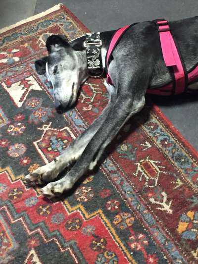 Windhunde - Treffen der besonderen Schönheiten
HERZLICH WILLKOMMEN-Beitrag-Bild