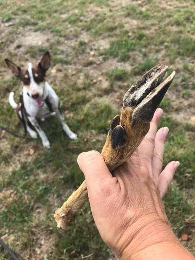 Jagdtrieb-Beitrag-Bild