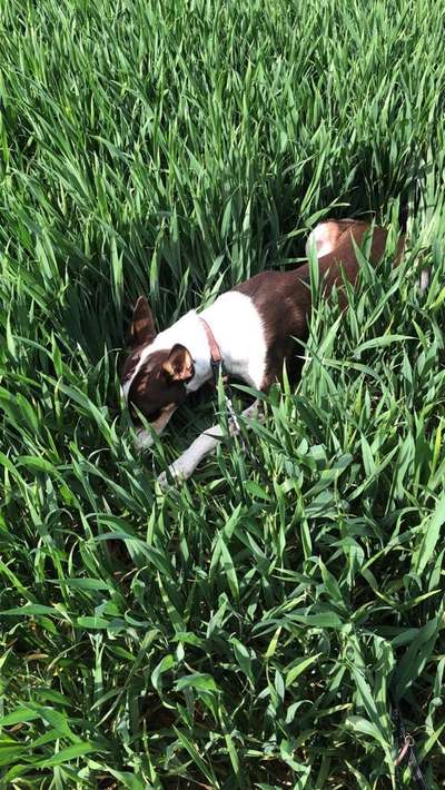 Hund aus dem Spanischen Tierschutz-Beitrag-Bild