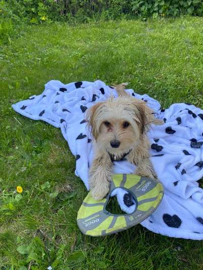 Hundetreffen-Welpentreffen z-Bild