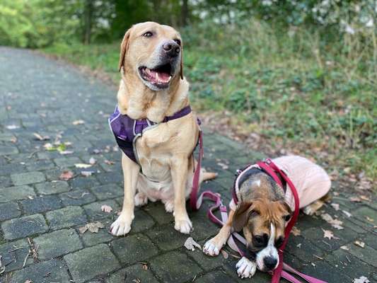 Labradorfans-Beitrag-Bild