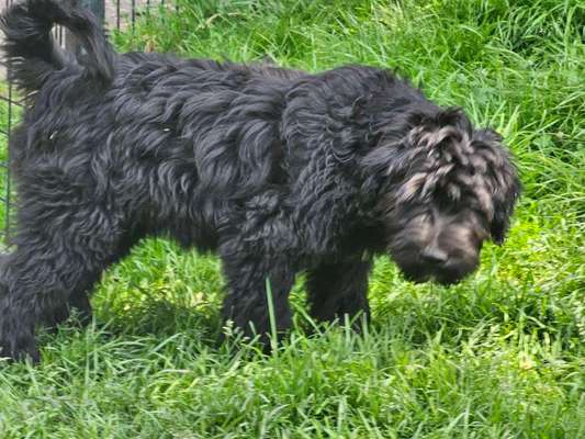 Bergamasker Hirtenhunde oder Bearded Collies hier?-Beitrag-Bild