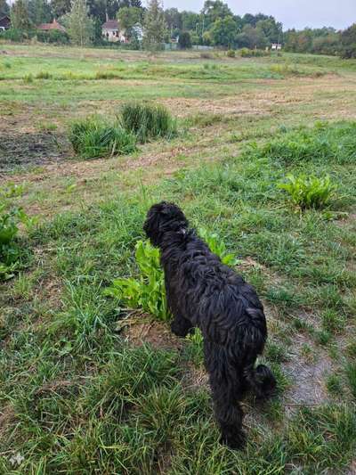 Bergamasker Hirtenhunde oder Bearded Collies hier?-Beitrag-Bild