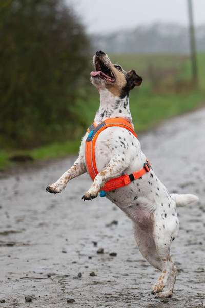 Challenge Nr. 16         Dynamik - Dein Hund in Bewegung-Beitrag-Bild