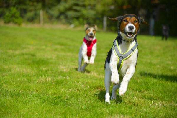 Challenge Nr. 16         Dynamik - Dein Hund in Bewegung-Beitrag-Bild
