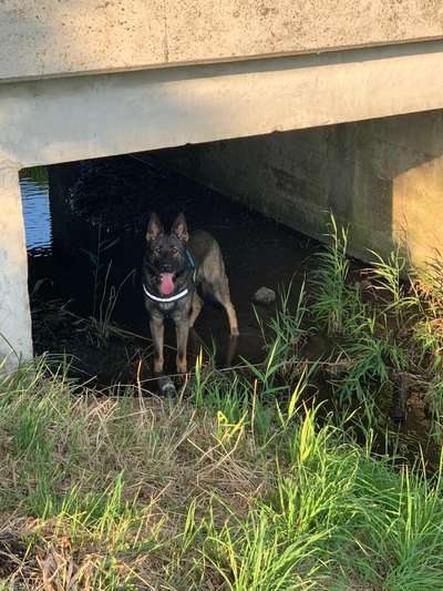 Deutsche Schäferhunde, Belgische Schäferhunde.-Beitrag-Bild