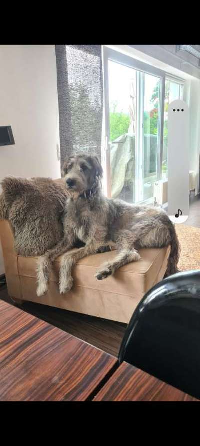 Windhunde - Treffen der besonderen Schönheiten
HERZLICH WILLKOMMEN-Beitrag-Bild