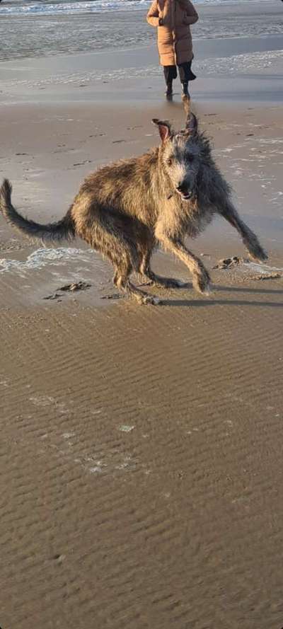 Irischer Wolfshund-Beitrag-Bild