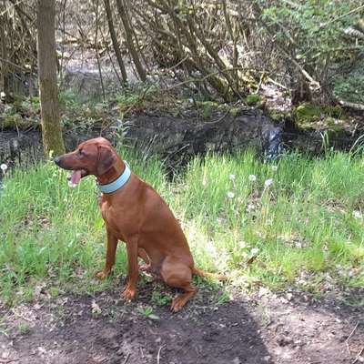 Hundetreffen-Gassi/Spielrunde mit Dante-Bild