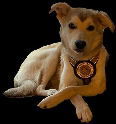 Hunde aus Rumänien-Beitrag-Bild