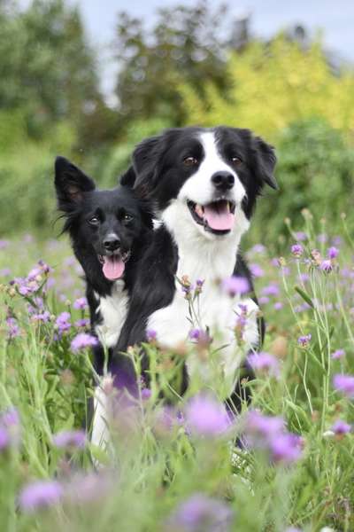 Hundetreffen-Hundetreffen-Bild