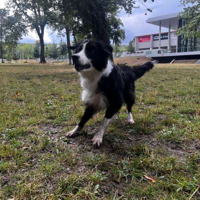 Hundetreffen-Spielfreunde gesucht-Bild