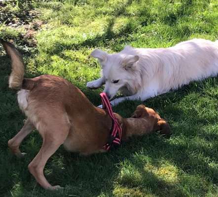 FOTO CHALLENGE 77 - Dein Hund im Spiel-Beitrag-Bild