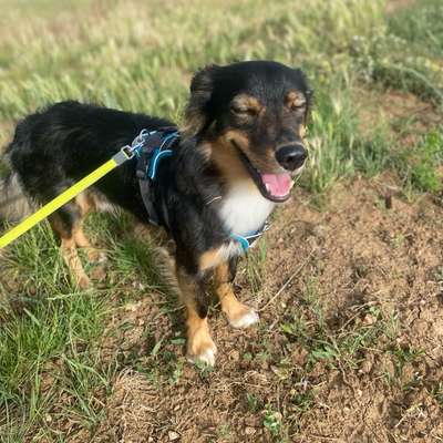 Hundetreffen-Spieletreffen/Gassi Runden-Bild