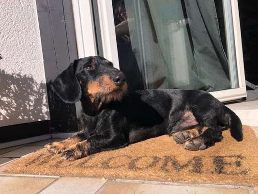 36. Handy Foto Challenge - Sonnenanbeter-Beitrag-Bild