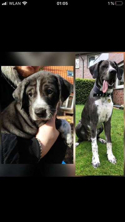 Welpen Bilder !-Beitrag-Bild