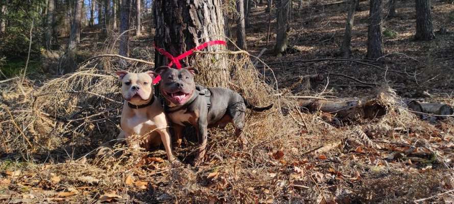 Gewicht American Bully-Beitrag-Bild