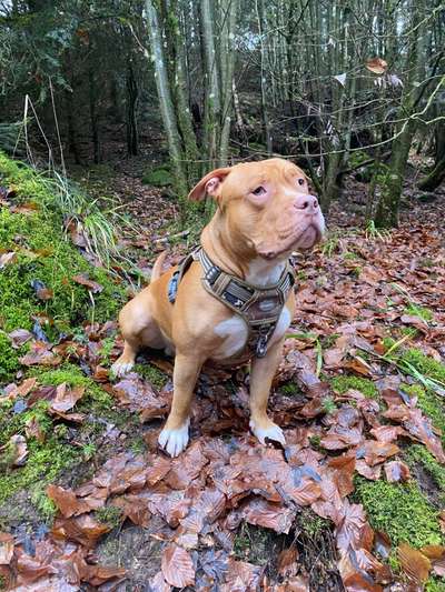 Gewicht American Bully-Beitrag-Bild