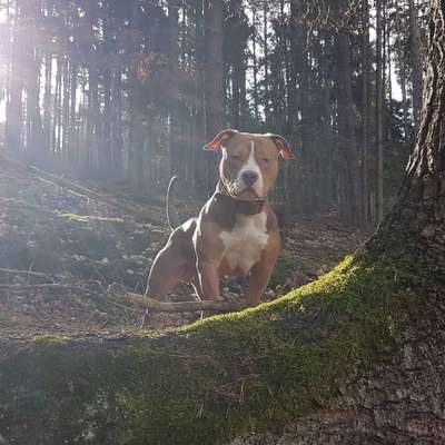 Gewicht American Bully-Beitrag-Bild