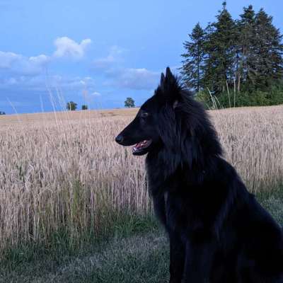 Hundetreffen-Hunde Spielrunde/ Spaziergang-Bild