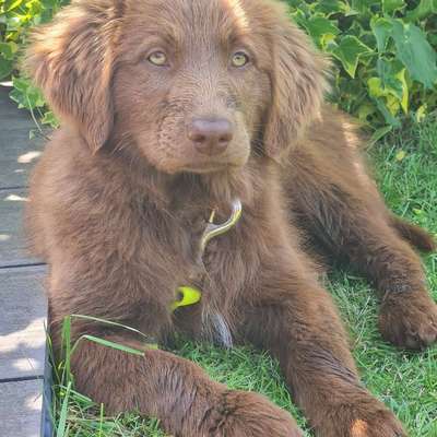 Hundetreffen-Welpen-Freunde gesucht-Bild