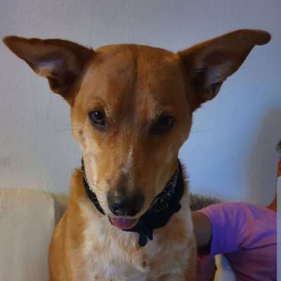 Strassenhunde-Beitrag-Bild