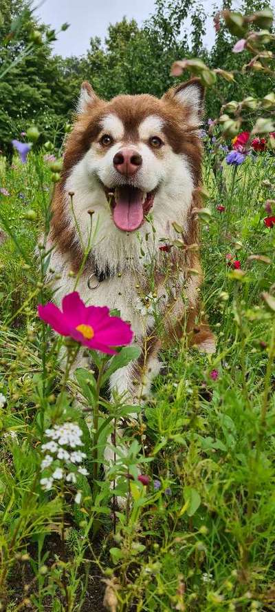 Seltene Rassen!-Beitrag-Bild