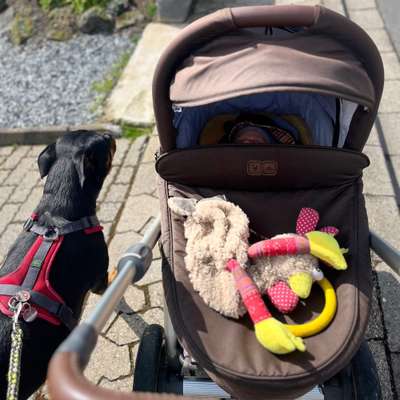 Hundetreffen-Spazieren mit Kinderwagen und Hund-Bild