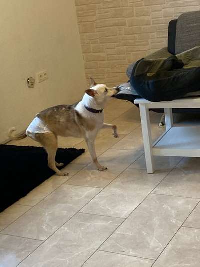 Challenge Nr. 20 - Mein Hund, der Dieb-Beitrag-Bild