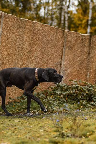 Hundetreffen-Suche regelmäßigen Hundekontakt-Bild